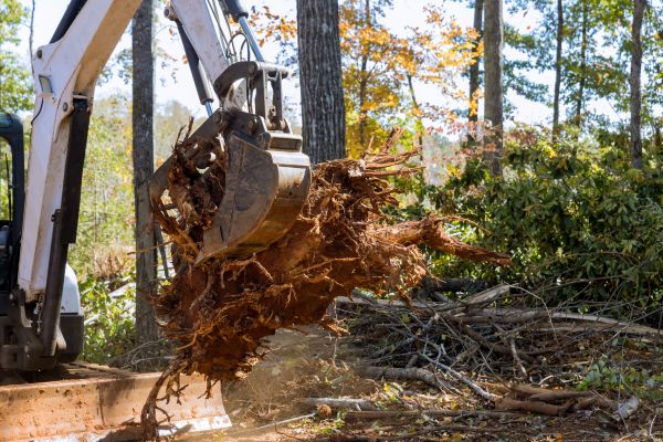 Root Removal