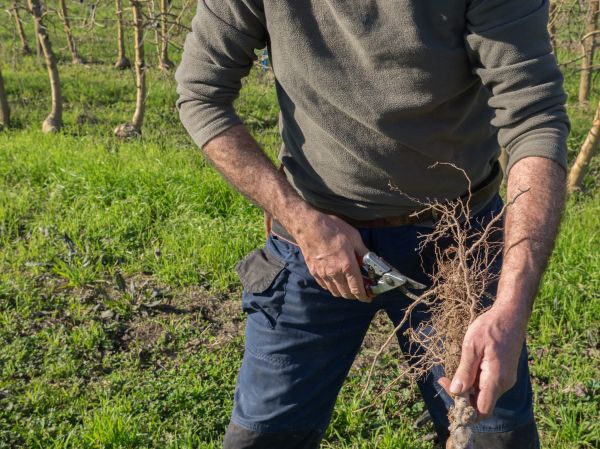 Tree Root Trimming
