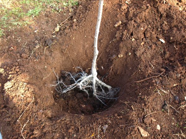 Sewer Line Tree Root Removal - Sewer Line Tree Root Removal Grand Prairie, Texas