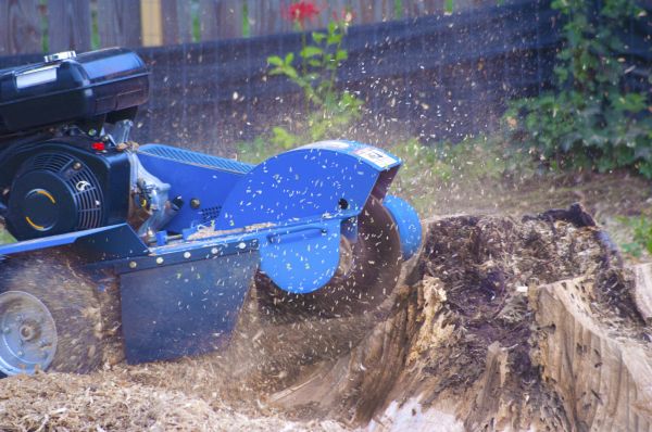 Tree Root Elimination